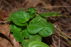 Peperomia hispiduliformis