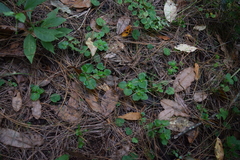 Peperomia hispiduliformis