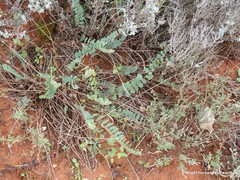 Astragalus monspessulanus