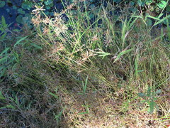 Cyperus flavescens