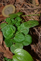 Peperomia hispiduliformis