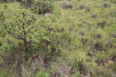 Searsia divaricata