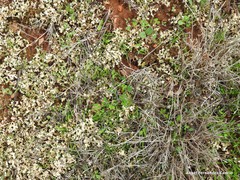 Cladonia convoluta