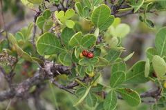 Searsia divaricata