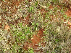Cladonia convoluta
