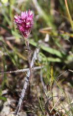 Castilleja densiflora