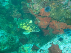 Dragmacidon mexicanum