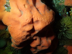 Dragmacidon mexicanum