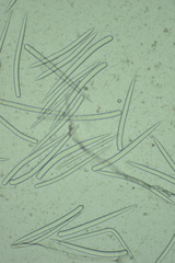 Dragmacidon mexicanum