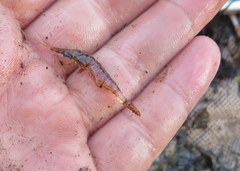 Palaemon kadiakensis