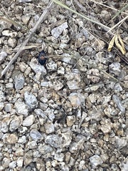 Eleodes suturalis