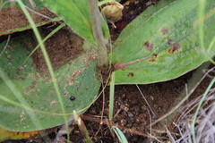 Helichrysum pedunculatum