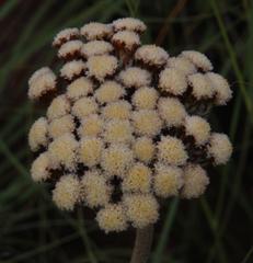 Helichrysum pedunculatum