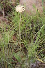 Helichrysum pedunculatum
