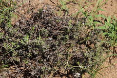 Amphiglossa triflora