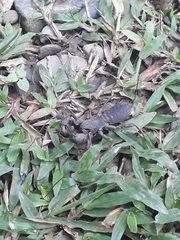 Mastigoproctus colombianus