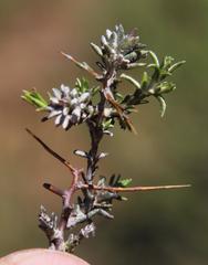 Amphiglossa triflora
