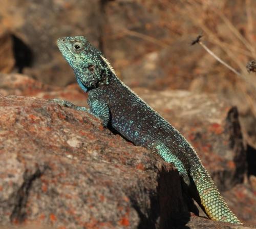 Southern Rock Agama, photo 2 of 8