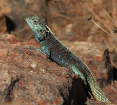 Southern African Rock Agama photo 2