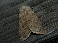 Agrochola humilis