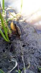 Pseudopaludicola falcipes