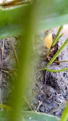 Pseudopaludicola falcipes