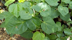 Jatropha gaumeri