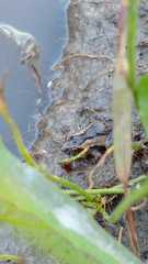 Pseudopaludicola falcipes