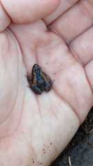 Pseudopaludicola falcipes