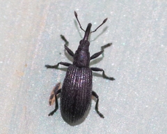 Stenopterapion tenue