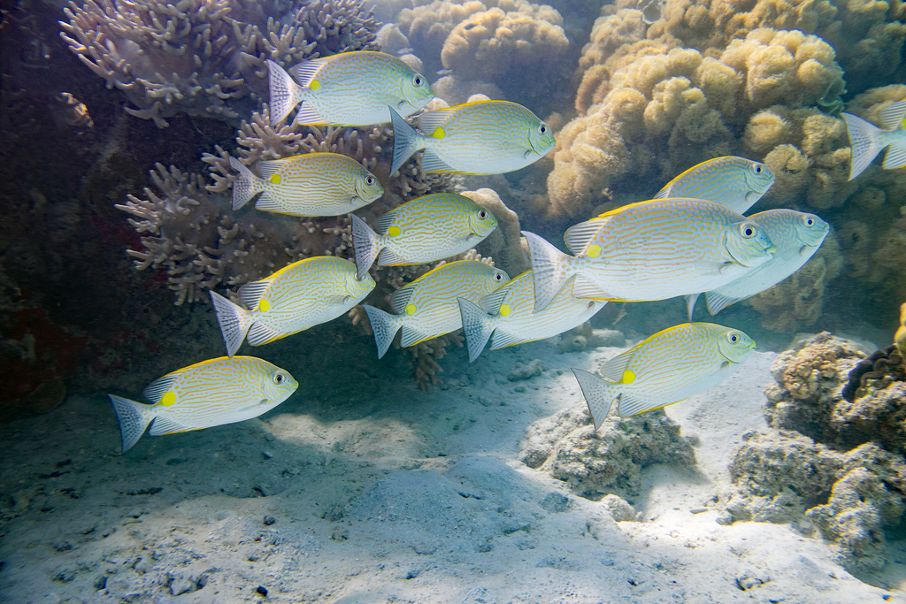 Lined Rabbitfish