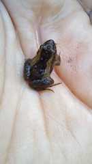 Pseudopaludicola falcipes