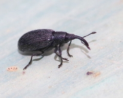 Stenopterapion tenue