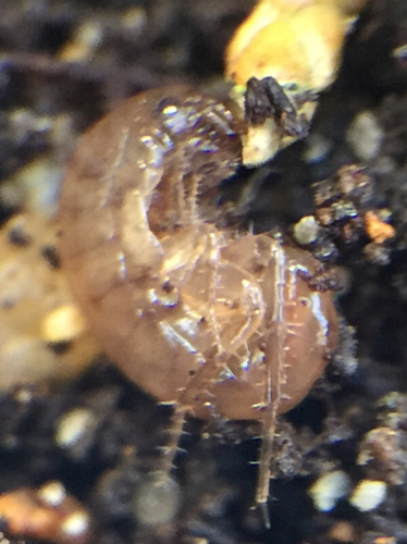 Arthropoda