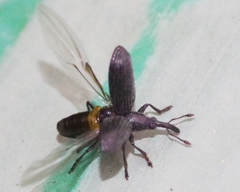 Stenopterapion tenue