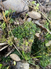 Phaeoceros carolinianus