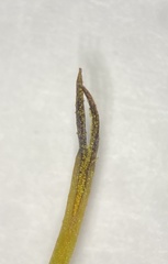 Phaeoceros carolinianus