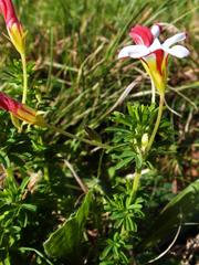 Oxalis tenuifolia