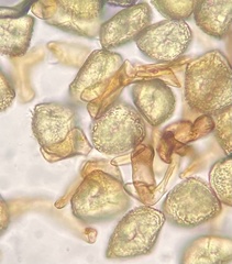 Phaeoceros carolinianus