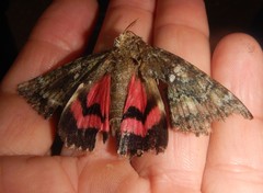 Catocala sponsa