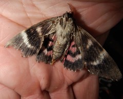 Catocala sponsa