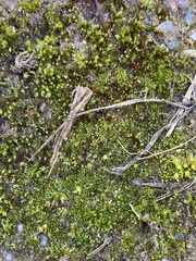 Ephemerum serratum