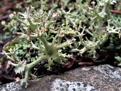 Cladonia multiformis