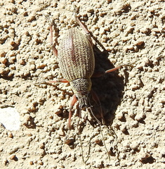 Sciobius