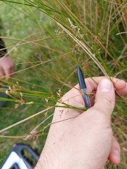 Juncus usitatus