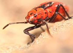 Spilostethus rivularis