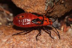 Spilostethus rivularis