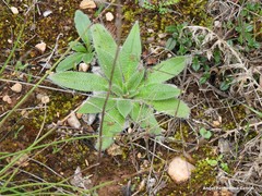 Echium boissieri