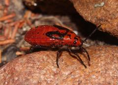 Spilostethus rivularis