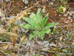 Echium boissieri